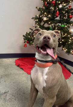 Terrier Dogs Available for Adoption - Xena | PetCurious