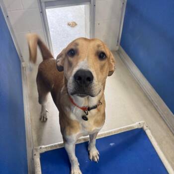 Payton -  Labrador Retriever and Great Pyrenees Dog for Adoption in Shelbyville, Illinois - Payton | PetCurious