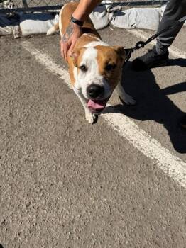Labrador Retriever and Pit Bull Terrier Dogs Available for Adoption in Stockton, California - NUGGET | PetCurious