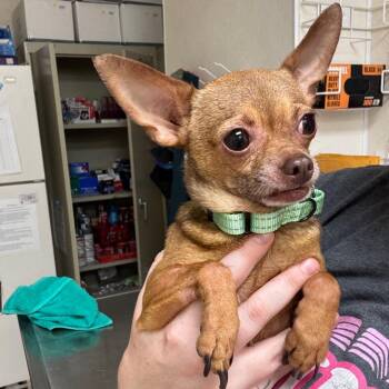 Hoppy -  Chihuahua Dog for Adoption in Pekin, Illinois - Hoppy | PetCurious