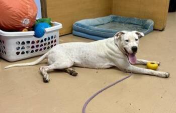 Bristol -  Mixed Breed Dog for Adoption in Chamblee, Georgia - Bristol | PetCurious