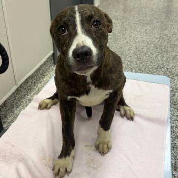 Dunkaroos -  Hound and Labrador Retriever Dog for Adoption in Morganton, North Carolina - Dunkaroos | PetCurious