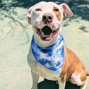 Rescue Pit Bull Terrier Dogs for Adoption in Ferndale, Washington - Marshal | PetCurious