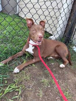 Rescue Pit Bull Terrier Dogs for Adoption in Sevierville, Tennessee - Corena | PetCurious