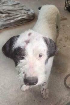 Rescue Terrier Dogs for Adoption in Green Valley, Arizona - Argo | PetCurious