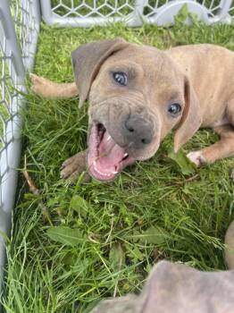 Mixed Breed Dogs Available for Adoption in Kenosha, Wisconsin - Madelyn | PetCurious