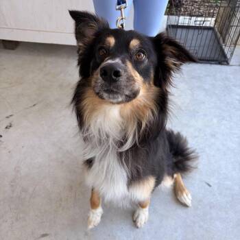 Finn/Biscuit -  Border Collie and Mixed Breed Dog for Adoption in Marshall, Texas - Finn/Biscuit | PetCurious