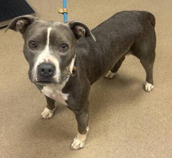 Cadillac -  Mixed Breed Dog for Adoption in Chamblee, Georgia - Cadillac | PetCurious