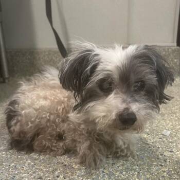 IVHS-Stray-140041 -  Maltese Dog for Adoption in San Gabriel, California - IVHS-Stray-140041 | PetCurious