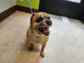 TATTIE -  Chihuahua and Mixed Breed Dog for Adoption in Kent, Washington - TATTIE | PetCurious