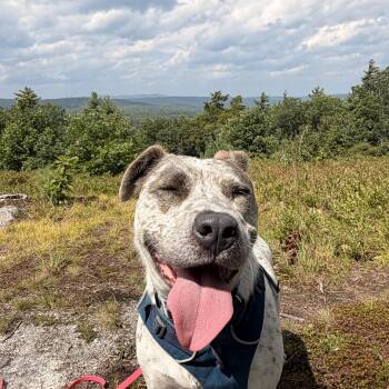 Robyn -  Cattle Dog Dog for Adoption in New Boston, New Hampshire - Robyn | PetCurious