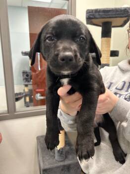 Catherine -  Labrador Retriever Dog for Adoption in Gautier, Mississippi - Catherine | PetCurious