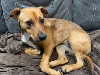 Rescue Feist and Mountain Cur Dogs for Adoption in Batesville, Arkansas - Lucy | PetCurious