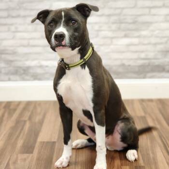 Rescue Terrier Dogs for Adoption in Montgomery, Alabama - Bubba | PetCurious