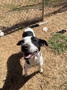 Rescue Mixed Breed Dogs for Adoption in Lawrenceburg, Tennessee - Coraline | PetCurious