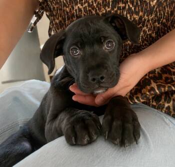 Raspberry -  Mixed Breed Dog for Adoption in Lindenhurst, New York - Raspberry | PetCurious