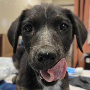 Mrs.Puff -  Shepherd and Mixed Breed Dog for Adoption in Flagstaff, Arizona - Mrs.Puff | PetCurious