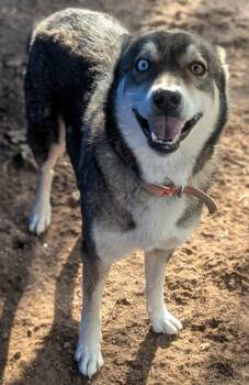 Rescue Mixed Breed Dogs for Adoption in Buchanan Dam, Texas - Zero | PetCurious