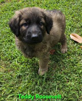 Teddy Roosevelt -  Retriever and Shepherd Dog for Adoption in Milton, Georgia - Teddy Roosevelt | PetCurious