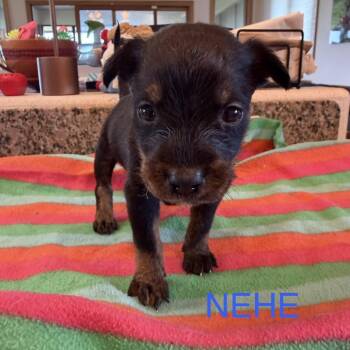 Mixed Breed Dogs Available for Adoption in Keaau, Hawaii - Nehe | PetCurious