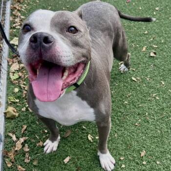 Rescue Pit Bull Terrier Dogs for Adoption in Fullerton, Pennsylvania - Riddick | PetCurious