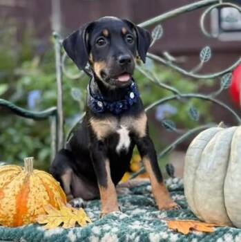 Dixie -  Labrador Retriever Dog for Adoption in Fairfield, Connecticut - Dixie | PetCurious