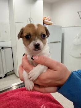 Chihuahua Dogs Available for Adoption - Pup 3 | PetCurious