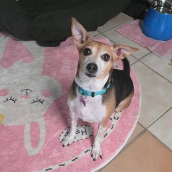 Rat Terrier and Chihuahua Dogs Available for Adoption in Tucson, Arizona - Skittles (piddles) | PetCurious
