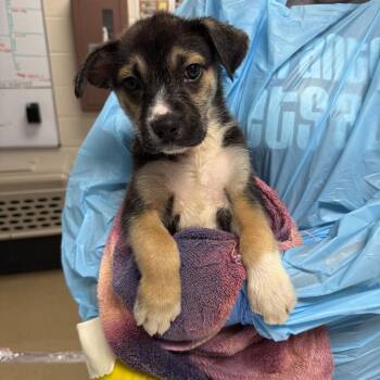 Jacob -  Shepherd and Mixed Breed Dog for Adoption in San Antonio, Texas - Jacob | PetCurious