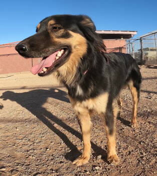 Rescue Australian Shepherd Dogs for Adoption in San Tan Valley, Arizona - Bella | PetCurious
