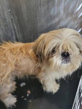 COLBY -  Shih Tzu Dog for Adoption in San Antonio, Texas - COLBY | PetCurious