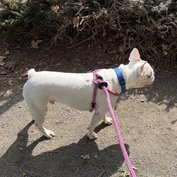 Bentley -  French Bulldog Dog for Adoption in Pasadena, California - Bentley | PetCurious