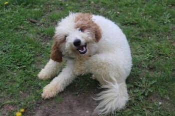 Poodle and Mixed Breed Dogs Available for Adoption in Kansas City, Missouri - Archie | PetCurious