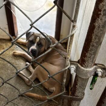 Range -  Boxer and American Staffordshire Terrier Dog for Adoption in Lancaster, South Carolina - Range | PetCurious