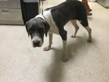 PRESLEY -  Plott Hound and Mixed Breed Dog for Adoption in Riverside, California - PRESLEY | PetCurious