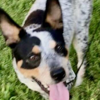 Rescue Australian Cattle Dog Blue Heeler Dogs for Adoption in Houston, Texas - Jake! Mr Congeniality! | PetCurious