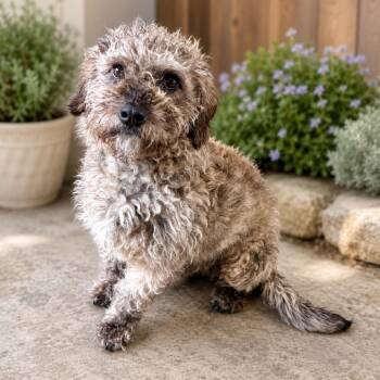 Andy -  Poodle and Mixed Breed Dog for Adoption in Baton Rouge, Louisiana - Andy | PetCurious