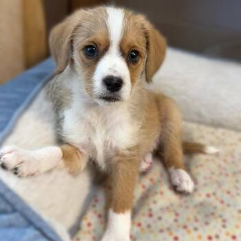 Colby Jack (Lil’ Wedges Litter)  -  Terrier and Mixed Breed Dog Available for Adoption in Woodside, California - Colby Jack (Lil’ Wedges Litter)  | PetCurious