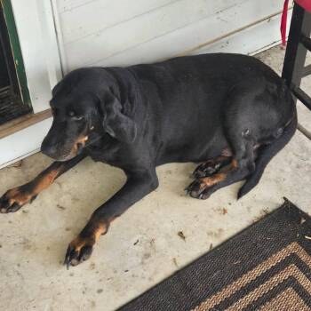 Connie -  Black And Tan Coonhound Dog for Adoption in Brooksville, Kentucky - Connie | PetCurious