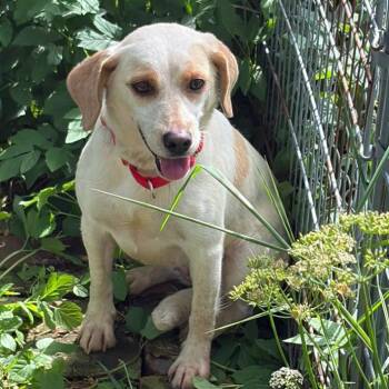 Grace -  Beagle and Yellow Labrador Retriever Dog for Adoption in London, Ohio - Grace | PetCurious