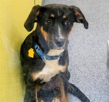 Beagle and Mixed Breed Dogs Available for Adoption in St. Louis, Missouri - FROSTY | PetCurious