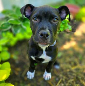 Mixed Breed Dogs Available for Adoption in East Peoria, Illinois - Rowan | PetCurious
