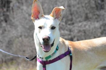 Rescue Mixed Breed Dogs for Adoption in Montreal, Quebec - Hunter | PetCurious