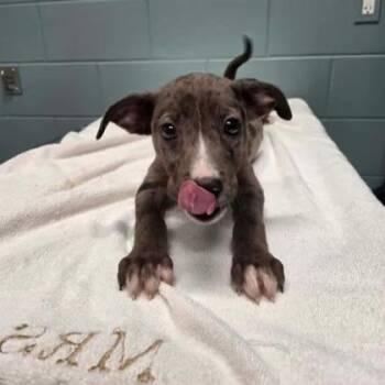 Bud -  Catahoula Leopard Dog and Mixed Breed Dog for Adoption in Kansas City, Missouri - Bud | PetCurious