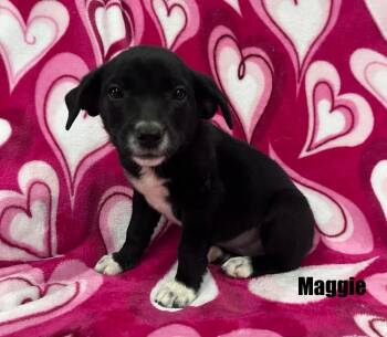 Maggie -  Mixed Breed Dog for Adoption in Murray, Kentucky - Maggie | PetCurious