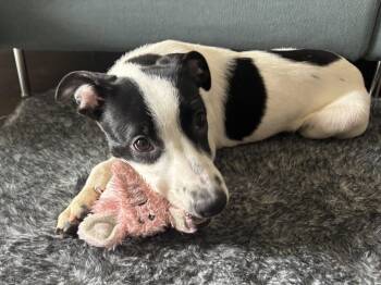 Auralie -  Pit Bull Terrier Dog for Adoption in Salt Lake City, Utah - Auralie | PetCurious