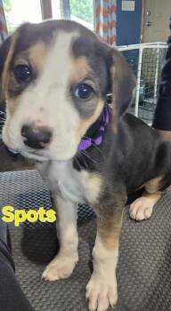 Spots - fostered in Omaha -  Beagle Dog for Adoption in Overland Park, Kansas - Spots - Fostered In Omaha | PetCurious