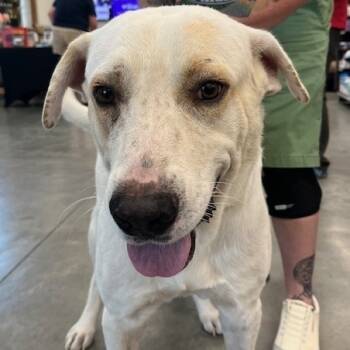 Rescue Great Pyrenees and Labrador Retriever Dogs for Adoption in Floresville, Texas - WCNK-Stray-3949 | PetCurious