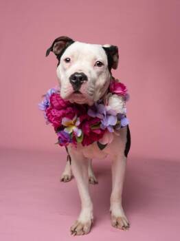 Pit Bull Terrier and Mixed Breed Dogs Available for Adoption - Sally | PetCurious