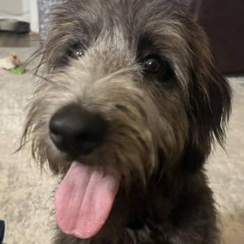 Ozzy -  Poodle Dog for Adoption in Raleigh, North Carolina - Ozzy | PetCurious